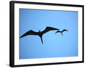 Ecuador, Galapagos, a Male and Female Frigate Bird Soar Overhead-Niels Van Gijn-Framed Photographic Print