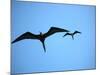 Ecuador, Galapagos, a Male and Female Frigate Bird Soar Overhead-Niels Van Gijn-Mounted Photographic Print