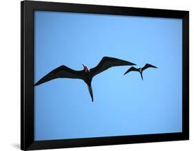 Ecuador, Galapagos, a Male and Female Frigate Bird Soar Overhead-Niels Van Gijn-Framed Photographic Print