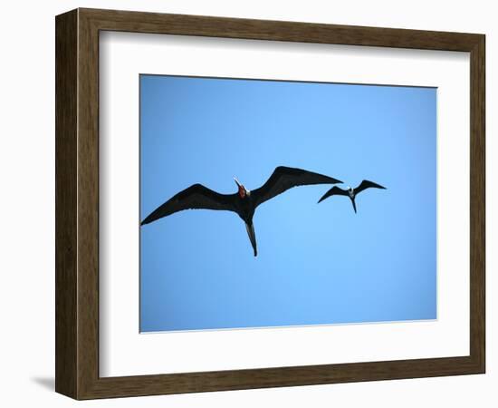 Ecuador, Galapagos, a Male and Female Frigate Bird Soar Overhead-Niels Van Gijn-Framed Photographic Print