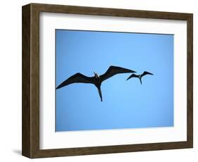 Ecuador, Galapagos, a Male and Female Frigate Bird Soar Overhead-Niels Van Gijn-Framed Photographic Print