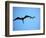 Ecuador, Galapagos, a Male and Female Frigate Bird Soar Overhead-Niels Van Gijn-Framed Photographic Print