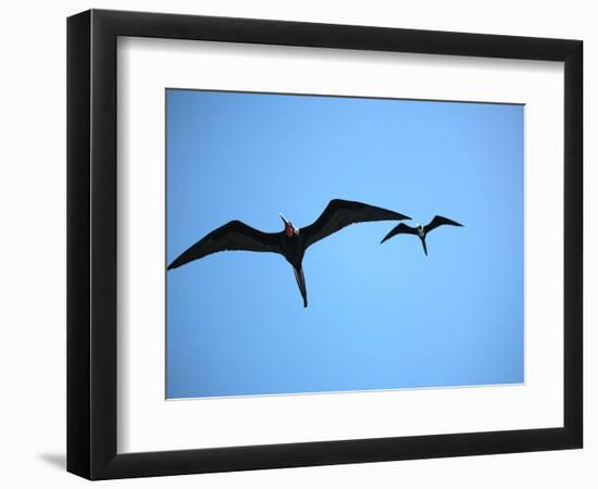 Ecuador, Galapagos, a Male and Female Frigate Bird Soar Overhead-Niels Van Gijn-Framed Photographic Print