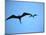 Ecuador, Galapagos, a Male and Female Frigate Bird Soar Overhead-Niels Van Gijn-Mounted Photographic Print