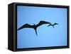 Ecuador, Galapagos, a Male and Female Frigate Bird Soar Overhead-Niels Van Gijn-Framed Stretched Canvas