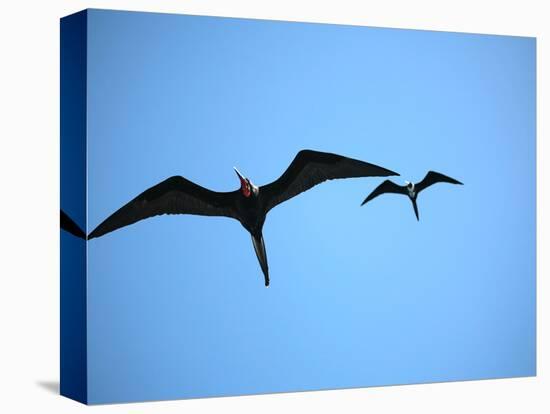 Ecuador, Galapagos, a Male and Female Frigate Bird Soar Overhead-Niels Van Gijn-Stretched Canvas