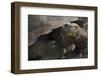 Ecuador, Galapagos. Fe Giant Tortoise at Charles Darwin Station-Jaynes Gallery-Framed Photographic Print