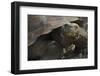 Ecuador, Galapagos. Fe Giant Tortoise at Charles Darwin Station-Jaynes Gallery-Framed Photographic Print