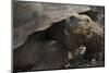 Ecuador, Galapagos. Fe Giant Tortoise at Charles Darwin Station-Jaynes Gallery-Mounted Photographic Print