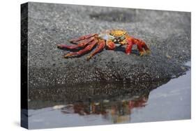 Ecuador, Galapagos, Fernandina Island. Sally Lightfoot Crab-Kevin Oke-Stretched Canvas