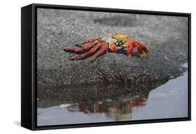 Ecuador, Galapagos, Fernandina Island. Sally Lightfoot Crab-Kevin Oke-Framed Stretched Canvas