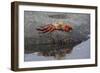 Ecuador, Galapagos, Fernandina Island. Sally Lightfoot Crab-Kevin Oke-Framed Photographic Print