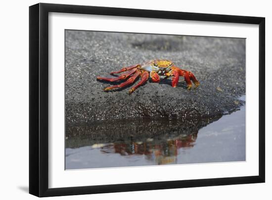 Ecuador, Galapagos, Fernandina Island. Sally Lightfoot Crab-Kevin Oke-Framed Photographic Print