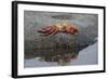 Ecuador, Galapagos, Fernandina Island. Sally Lightfoot Crab-Kevin Oke-Framed Photographic Print