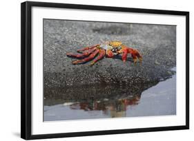 Ecuador, Galapagos, Fernandina Island. Sally Lightfoot Crab-Kevin Oke-Framed Photographic Print