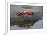 Ecuador, Galapagos, Fernandina Island. Sally Lightfoot Crab-Kevin Oke-Framed Photographic Print