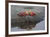 Ecuador, Galapagos, Fernandina Island. Sally Lightfoot Crab-Kevin Oke-Framed Photographic Print