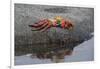 Ecuador, Galapagos, Fernandina Island. Sally Lightfoot Crab-Kevin Oke-Framed Photographic Print