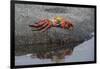 Ecuador, Galapagos, Fernandina Island. Sally Lightfoot Crab-Kevin Oke-Framed Photographic Print