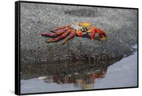 Ecuador, Galapagos, Fernandina Island. Sally Lightfoot Crab-Kevin Oke-Framed Stretched Canvas