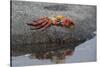 Ecuador, Galapagos, Fernandina Island. Sally Lightfoot Crab-Kevin Oke-Stretched Canvas