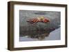 Ecuador, Galapagos, Fernandina Island. Sally Lightfoot Crab-Kevin Oke-Framed Photographic Print