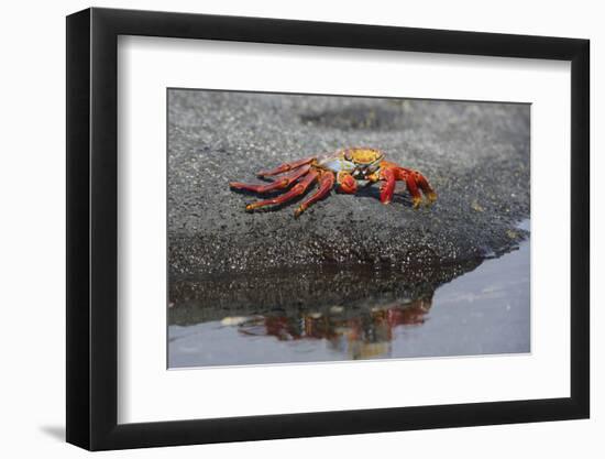 Ecuador, Galapagos, Fernandina Island. Sally Lightfoot Crab-Kevin Oke-Framed Photographic Print