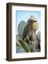 Ecuador, Galapagos, Genovesa Island, Darwin Bay. Yellow-crowned night heron perched on cactus.-Jaynes Gallery-Framed Photographic Print