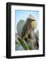 Ecuador, Galapagos, Genovesa Island, Darwin Bay. Yellow-crowned night heron perched on cactus.-Jaynes Gallery-Framed Photographic Print