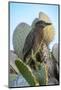 Ecuador, Galapagos, Genovesa Island, Darwin Bay. Yellow-crowned night heron perched on cactus.-Jaynes Gallery-Mounted Photographic Print