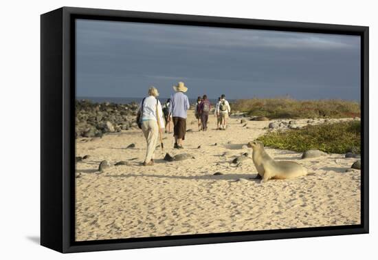 Ecuador, Galapagos, Isabela Island. Galapagos Giant Tortoise-Kevin Oke-Framed Stretched Canvas