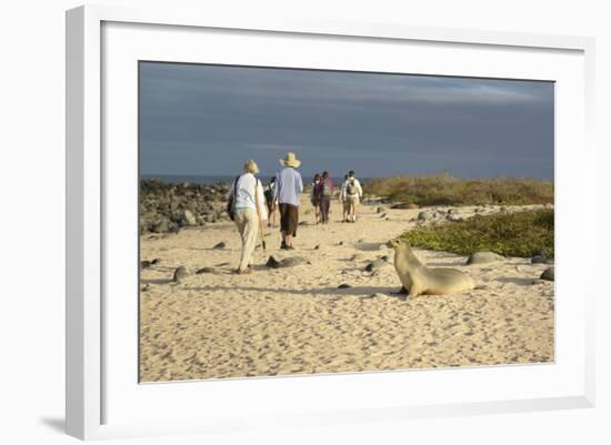 Ecuador, Galapagos, Isabela Island. Galapagos Giant Tortoise-Kevin Oke-Framed Photographic Print