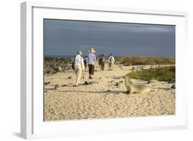 Ecuador, Galapagos, Isabela Island. Galapagos Giant Tortoise-Kevin Oke-Framed Photographic Print