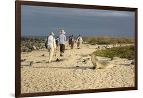 Ecuador, Galapagos, Isabela Island. Galapagos Giant Tortoise-Kevin Oke-Framed Photographic Print