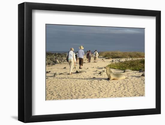 Ecuador, Galapagos, Isabela Island. Galapagos Giant Tortoise-Kevin Oke-Framed Photographic Print