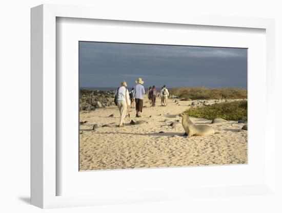 Ecuador, Galapagos, Isabela Island. Galapagos Giant Tortoise-Kevin Oke-Framed Photographic Print