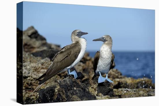 Ecuador, Galapagos, Isabela Island, Punta Moreno. Blue-Footed Booby-Kevin Oke-Stretched Canvas