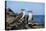 Ecuador, Galapagos, Isabela Island, Punta Moreno. Blue-Footed Booby-Kevin Oke-Stretched Canvas