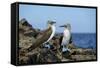 Ecuador, Galapagos, Isabela Island, Punta Moreno. Blue-Footed Booby-Kevin Oke-Framed Stretched Canvas