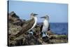 Ecuador, Galapagos, Isabela Island, Punta Moreno. Blue-Footed Booby-Kevin Oke-Stretched Canvas