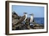 Ecuador, Galapagos, Isabela Island, Punta Moreno. Blue-Footed Booby-Kevin Oke-Framed Photographic Print