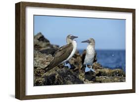 Ecuador, Galapagos, Isabela Island, Punta Moreno. Blue-Footed Booby-Kevin Oke-Framed Photographic Print