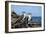 Ecuador, Galapagos, Isabela Island, Punta Moreno. Blue-Footed Booby-Kevin Oke-Framed Photographic Print