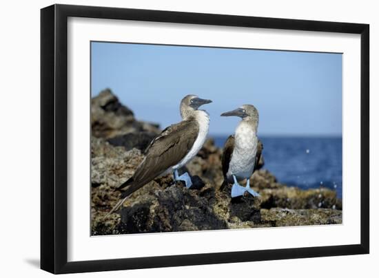 Ecuador, Galapagos, Isabela Island, Punta Moreno. Blue-Footed Booby-Kevin Oke-Framed Photographic Print