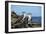 Ecuador, Galapagos, Isabela Island, Punta Moreno. Blue-Footed Booby-Kevin Oke-Framed Photographic Print