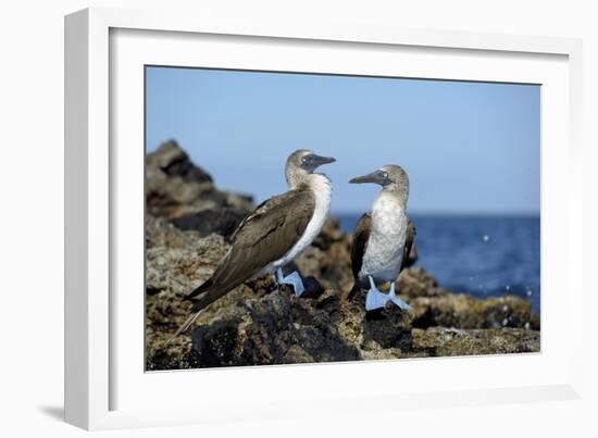 Ecuador, Galapagos, Isabela Island, Punta Moreno. Blue-Footed Booby-Kevin Oke-Framed Photographic Print