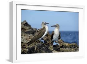 Ecuador, Galapagos, Isabela Island, Punta Moreno. Blue-Footed Booby-Kevin Oke-Framed Photographic Print