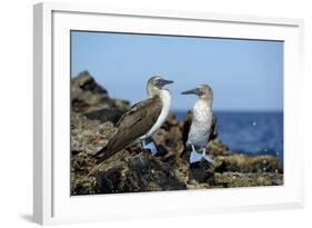 Ecuador, Galapagos, Isabela Island, Punta Moreno. Blue-Footed Booby-Kevin Oke-Framed Photographic Print