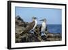 Ecuador, Galapagos, Isabela Island, Punta Moreno. Blue-Footed Booby-Kevin Oke-Framed Photographic Print