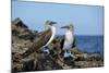 Ecuador, Galapagos, Isabela Island, Punta Moreno. Blue-Footed Booby-Kevin Oke-Mounted Photographic Print